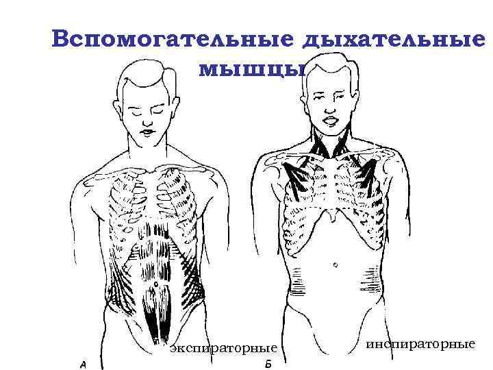 Вспомогательные дыхательные мышцы экспираторные инспираторные 