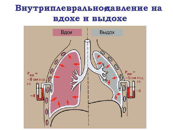 Внутриплевральное давление на вдохе и выдохе 