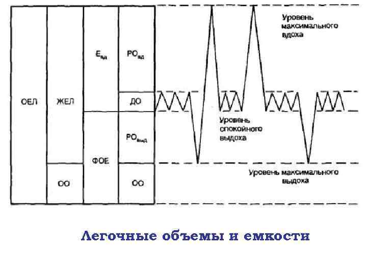 Легочные объемы и емкости 