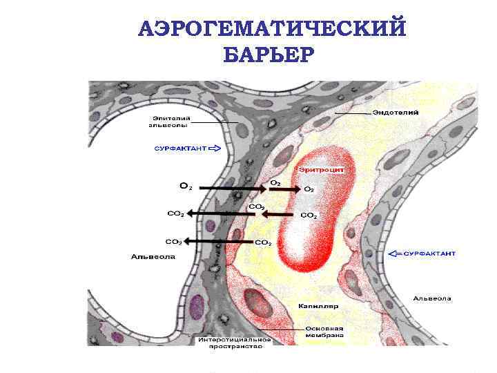 АЭРОГЕМАТИЧЕСКИЙ БАРЬЕР 