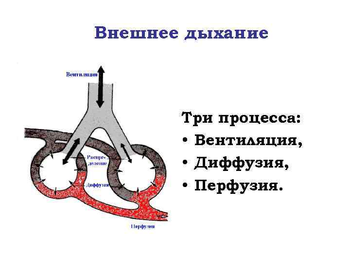 Процесс дыхание простейших. Внешнее дыхание. Физиология процесса дыхания. Этапы внешнего дыхания физиология. Схема процесса дыхания.