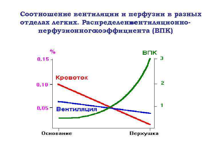 Соотношение вентиляции и перфузии в разных отделах легких. Распределение вентиляционноперфузионного коэффициента (ВПК) 