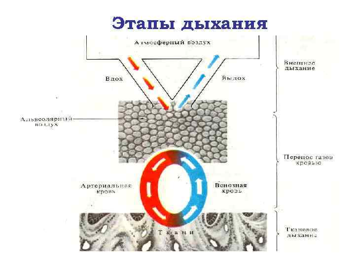 Установите этапы дыхания