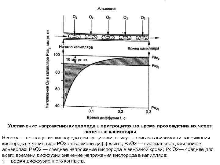 Увеличение напряжения кислорода в эритроцитах во время прохождения их через легочные капилляры Вверху —