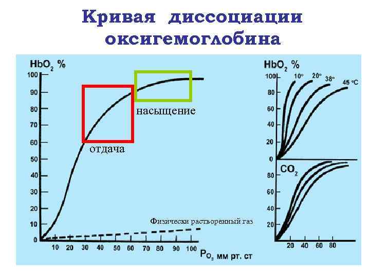 Кривая диссоциации оксигемоглобина насыщение отдача Физически растворенный газ 