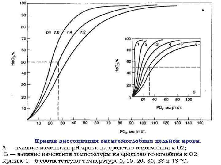 Кривая диссоциация оксигемоглобина цельной крови. А — влияние изменения р. Н крови на сродство