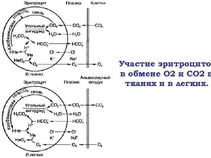 Участие эритроцито в обмене О 2 и СО 2 в тканях и в легких.