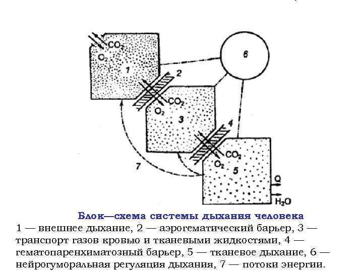 Блок—схема системы дыхания человека 1 — внешнее дыхание, 2 — аэрогематический барьер, 3 —