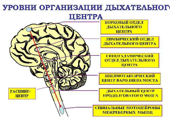 УРОВНИ ОРГАНИЗАЦИИ ДЫХАТЕЛЬНОГО ЦЕНТРА ГАСПИНГЦЕНТР 