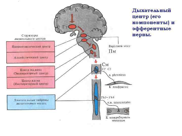 Дыхательный центр (его компоненты) и эфферентные нервы. 