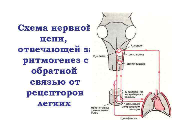 Схема нервной цепи, отвечающей за ритмогенез с обратной связью от рецепторов легких 