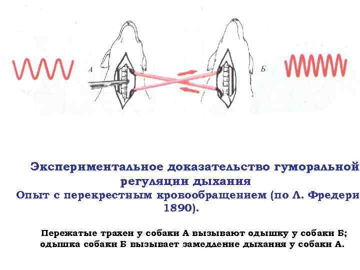 Экспериментальное доказательство гуморальной регуляции дыхания Опыт с перекрестным кровообращением (по Л. Фредерик 1890). Пережатые