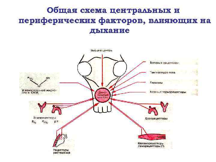 Заполните словесную схему механизма дыхания