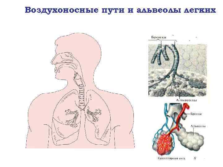 Картинки альвеолы легких