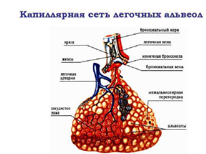 Альвеолы присутствуют в стенках следующих структур