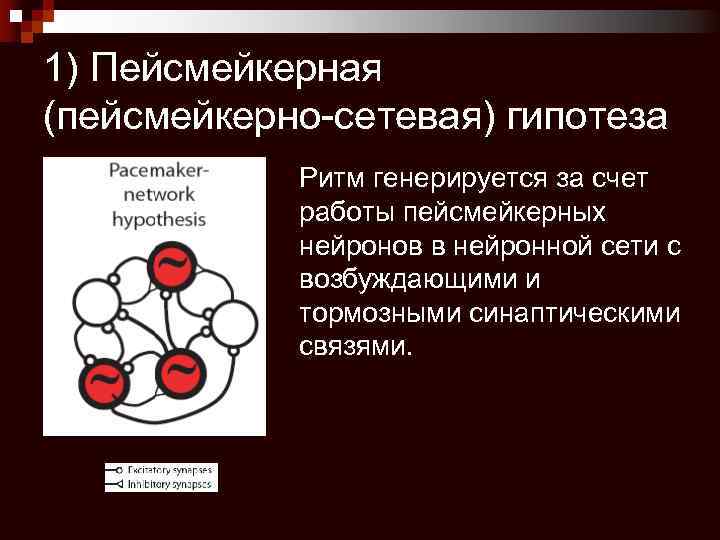 1) Пейсмейкерная (пейсмейкерно-сетевая) гипотеза Ритм генерируется за счет работы пейсмейкерных нейронов в нейронной сети