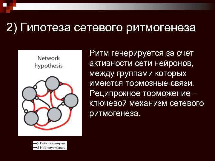 2) Гипотеза сетевого ритмогенеза Ритм генерируется за счет активности сети нейронов, между группами которых