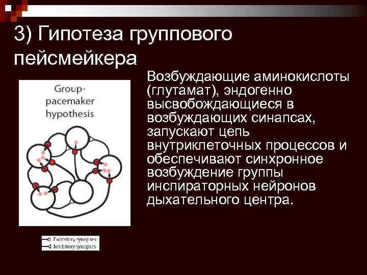 3) Гипотеза группового пейсмейкера Возбуждающие аминокислоты (глутамат), эндогенно высвобождающиеся в возбуждающих синапсах, запускают цепь