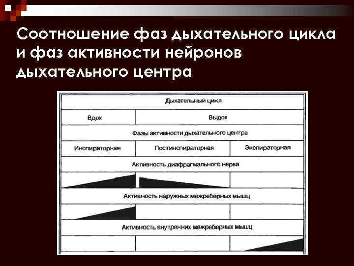 Дыхание дыхательный цикл. Регуляция фаз дыхательного цикла. Структура дыхательного цикла. Основные фазы дыхательного цикла. Соотношение фаз дыхания.