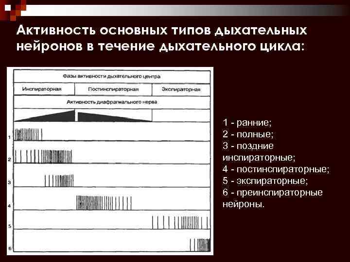 Активность основных типов дыхательных нейронов в течение дыхательного цикла: 1 - ранние; 2 -
