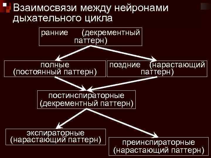 Взаимосвязи между нейронами дыхательного цикла ранние (декрементный паттерн) полные (постоянный паттерн) поздние (нарастающий паттерн)