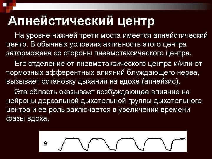 Апнейстическое дыхание рисунок