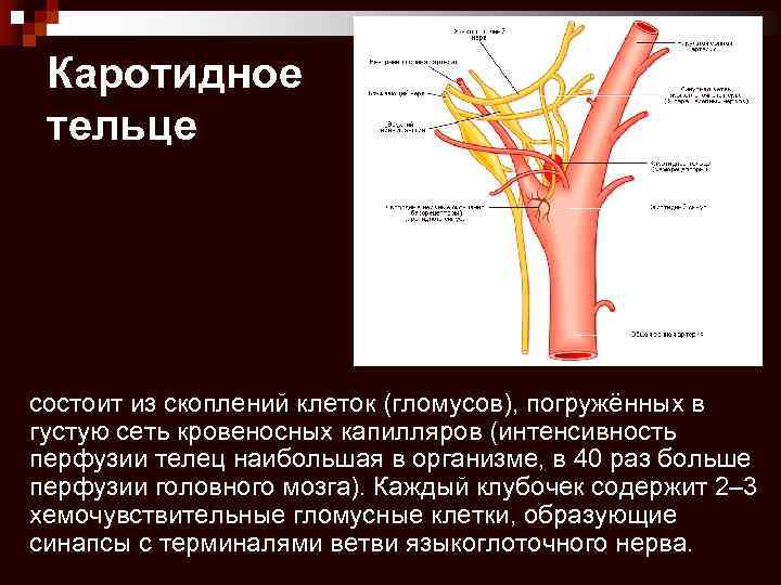 Каротидное тельце состоит из скоплений клеток (гломусов), погружённых в густую сеть кровеносных капилляров (интенсивность