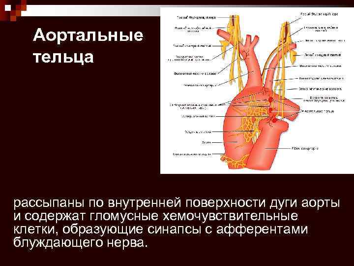 Выбери схематичное изображение дыхательной системы рака