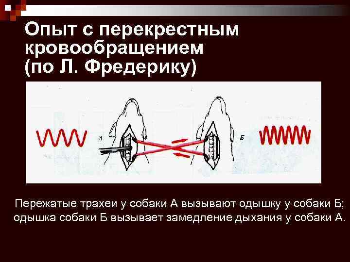 Опыт с перекрестным кровообращением (по Л. Фредерику) Пережатые трахеи у собаки А вызывают одышку