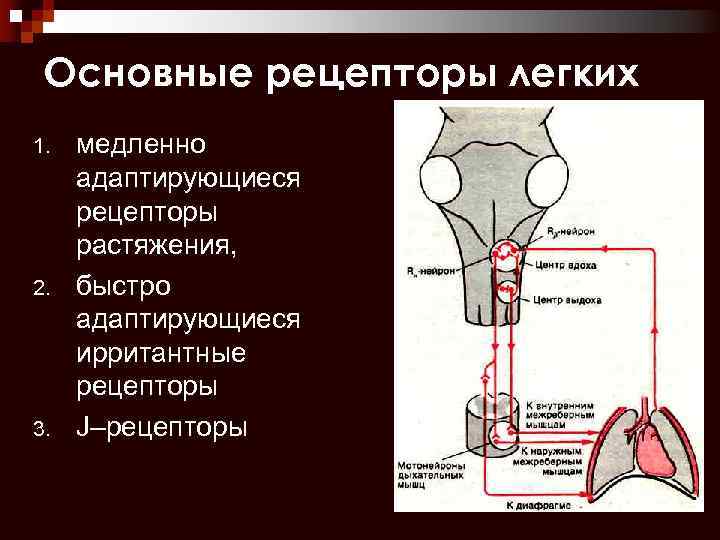 Основные рецепторы легких 1. 2. 3. медленно адаптирующиеся рецепторы растяжения, быстро адаптирующиеся ирритантные рецепторы