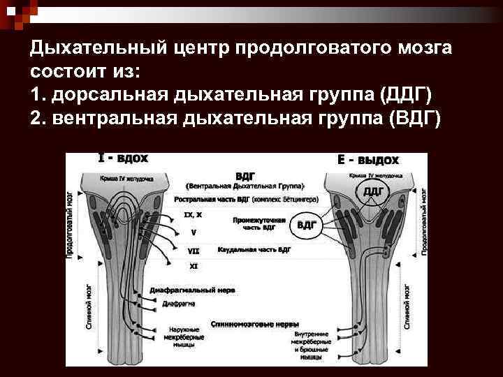 Дыхательный центр продолговатого мозга состоит из: 1. дорсальная дыхательная группа (ДДГ) 2. вентральная дыхательная