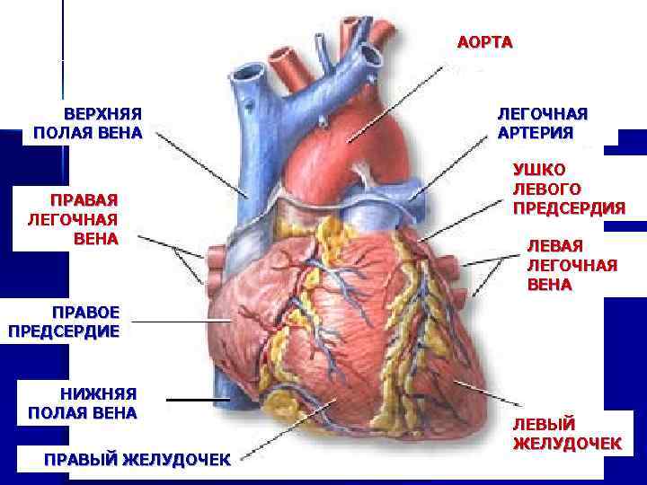 АОРТА ВЕРХНЯЯ ПОЛАЯ ВЕНА ПРАВАЯ ЛЕГОЧНАЯ ВЕНА ЛЕГОЧНАЯ АРТЕРИЯ УШКО ЛЕВОГО ПРЕДСЕРДИЯ ЛЕВАЯ ЛЕГОЧНАЯ