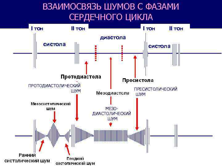 ВЗАИМОСВЯЗЬ ШУМОВ С ФАЗАМИ СЕРДЕЧНОГО ЦИКЛА I тон II тон диастола систола ПРОТОДИАСТОЛИЧЕСКИЙ ШУМ