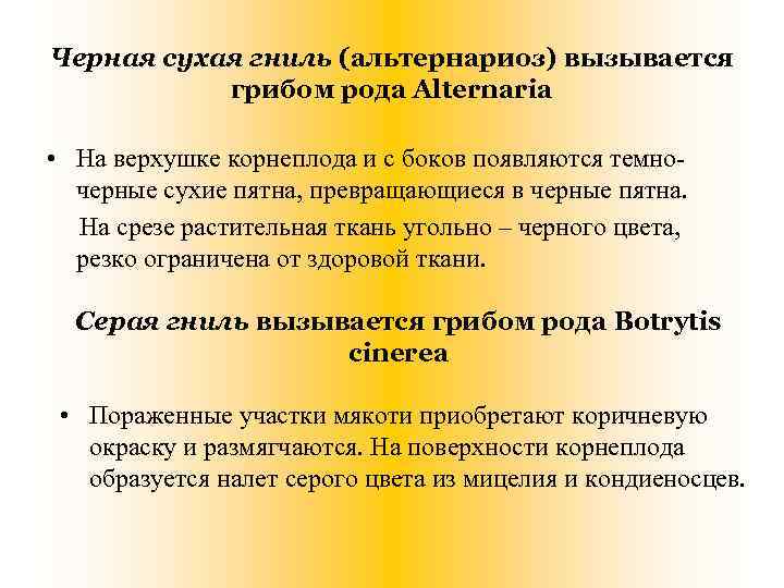 Черная сухая гниль (альтернариоз) вызывается грибом рода Alternaria • На верхушке корнеплода и с