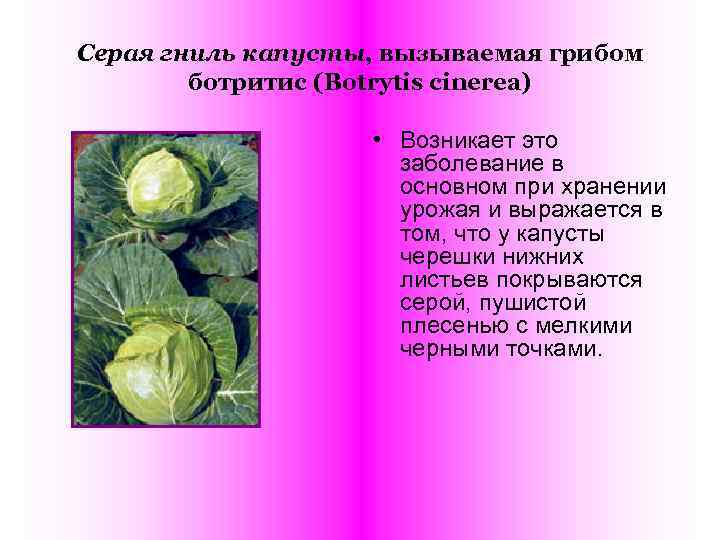 Серая гниль капусты, вызываемая грибом ботритис (Botrytis cinerea) • Возникает это заболевание в основном