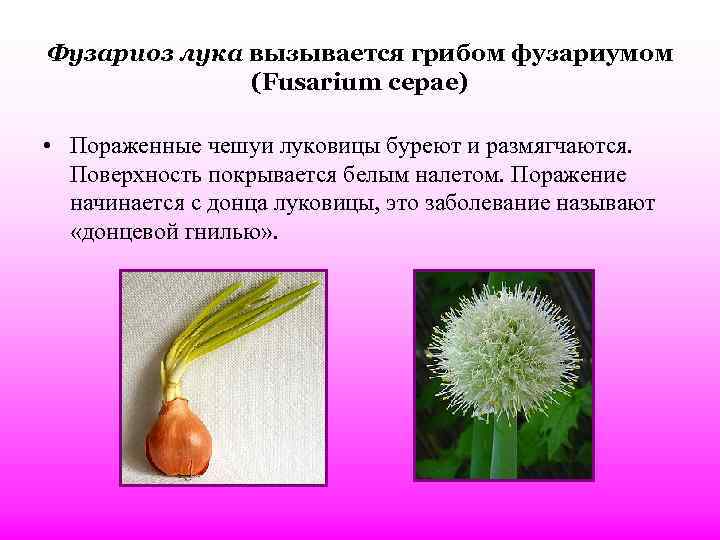 Фузариоз лука вызывается грибом фузариумом (Fusarium cepae) • Пораженные чешуи луковицы буреют и размягчаются.