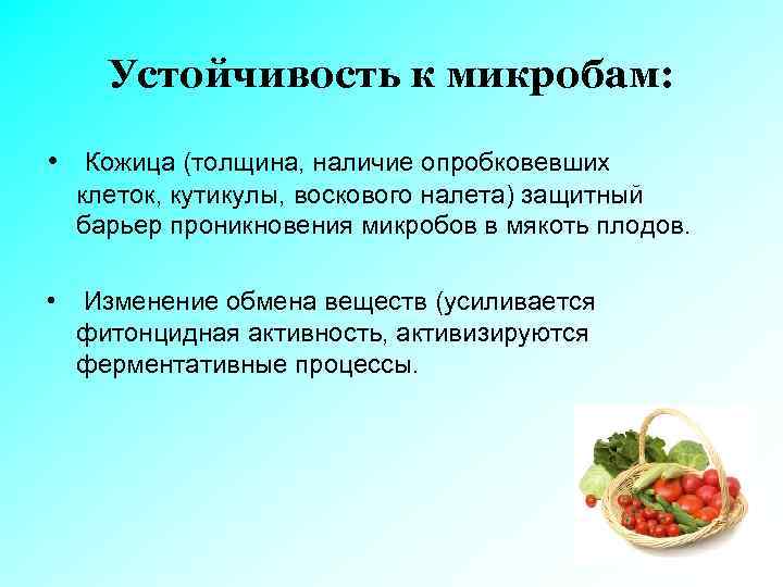 Устойчивость к микробам: • Кожица (толщина, наличие опробковевших клеток, кутикулы, воскового налета) защитный барьер
