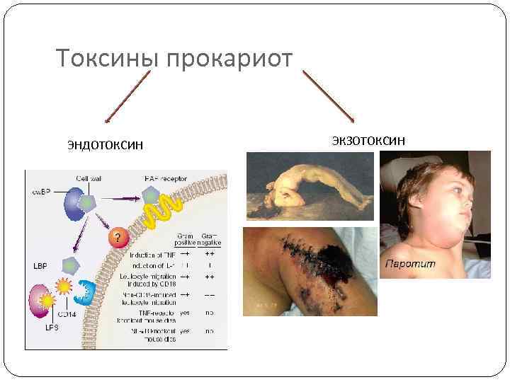 Токсины прокариот ЭНДОТОКСИН ЭКЗОТОКСИН 