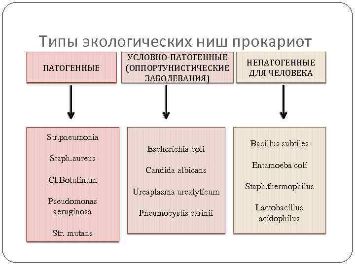 Типы экологических ниш прокариот ПАТОГЕННЫЕ УСЛОВНО-ПАТОГЕННЫЕ (ОППОРТУНИСТИЧЕСКИЕ ЗАБОЛЕВАНИЯ) Str. pneumonia Staph. aureus Cl. Botulinum