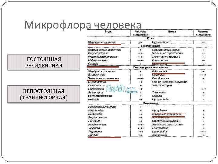 Микрофлора человека ПОСТОЯННАЯ РЕЗИДЕНТНАЯ НЕПОСТОЯННАЯ (ТРАНЗИСТОРНАЯ) 