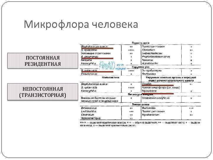 Микрофлора человека ПОСТОЯННАЯ РЕЗИДЕНТНАЯ НЕПОСТОЯННАЯ (ТРАНЗИСТОРНАЯ) 