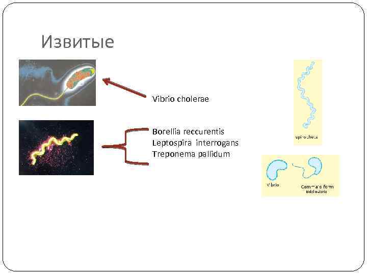 Извитые Vibrio cholerae Borellia reccurentis Leptospira interrogans Treponema pallidum 