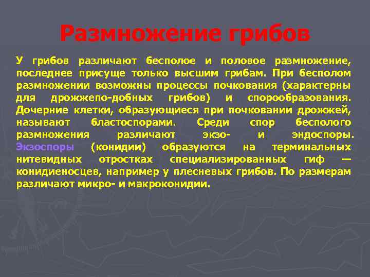 Размножение грибов У грибов различают бесполое и половое размножение, последнее присуще только высшим грибам.