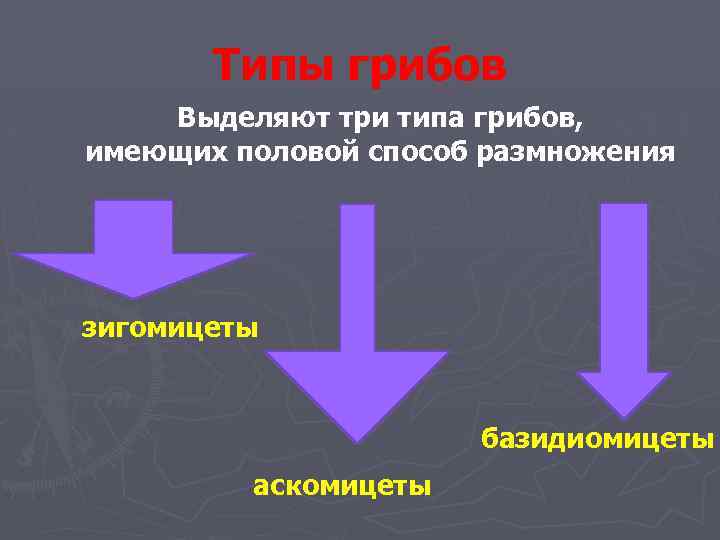 Типы грибов Выделяют три типа грибов, имеющих половой способ размножения зигомицеты базидиомицеты аскомицеты 