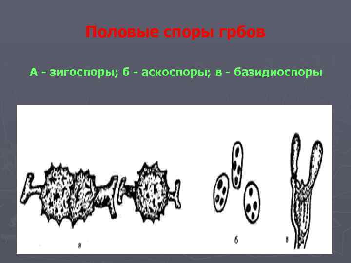 Спор полов