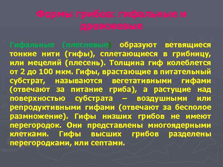 Формы грибов: гифальные и дрожжевые Гифальные (плесневые) образуют ветвящиеся тонкие нити (гифы), сплетающиеся в