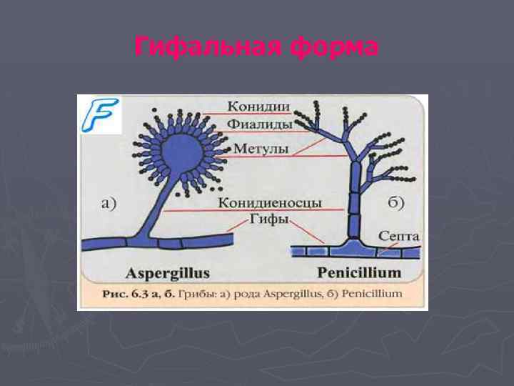 Гифальная форма 