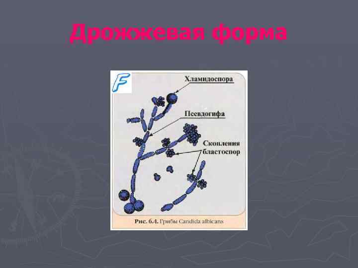 Дрожжевая форма 