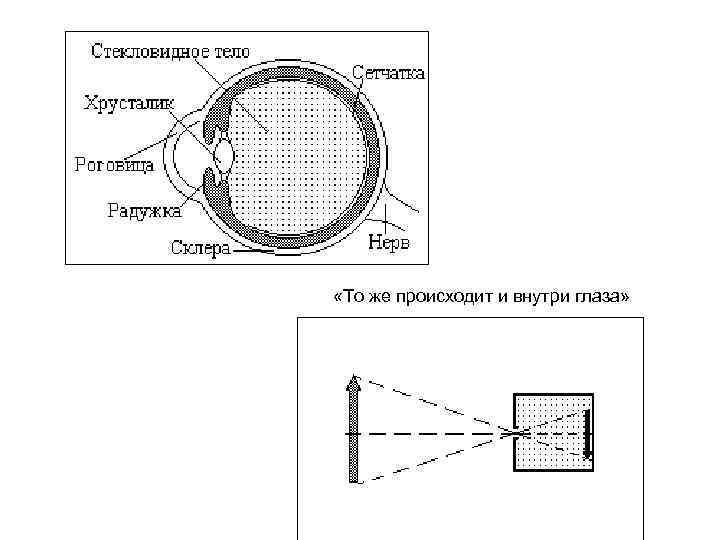  «То же происходит и внутри глаза» 