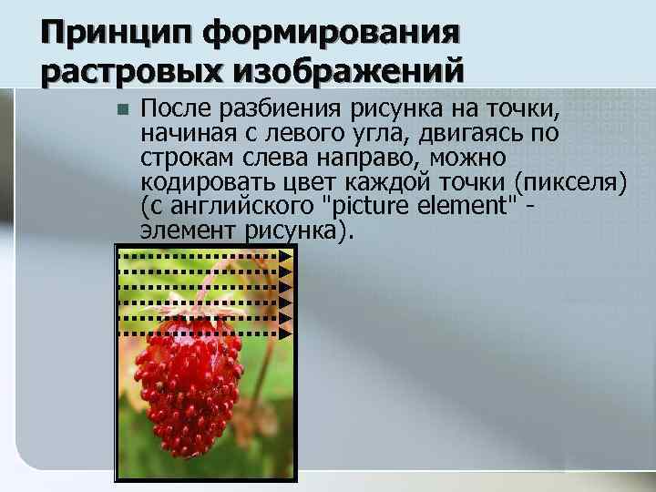 Принцип формирования растровых изображений n После разбиения рисунка на точки, начиная с левого угла,